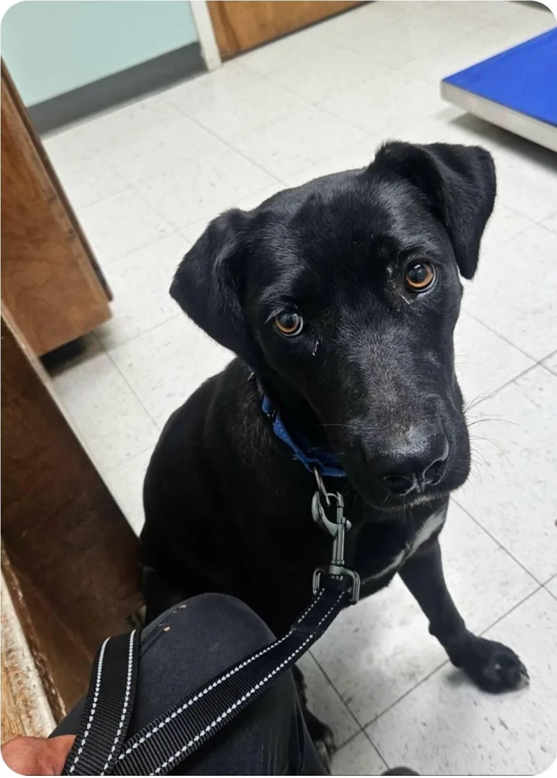 A young medium-sized female Black Black Labrador Retriever dog named Jade for adoption in Paramus, NJ