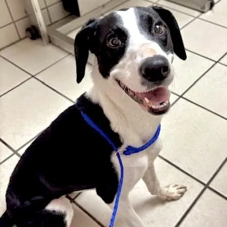 A baby medium-sized female White / Cream English Pointer dog named Dottie for adoption in Tunica, MS