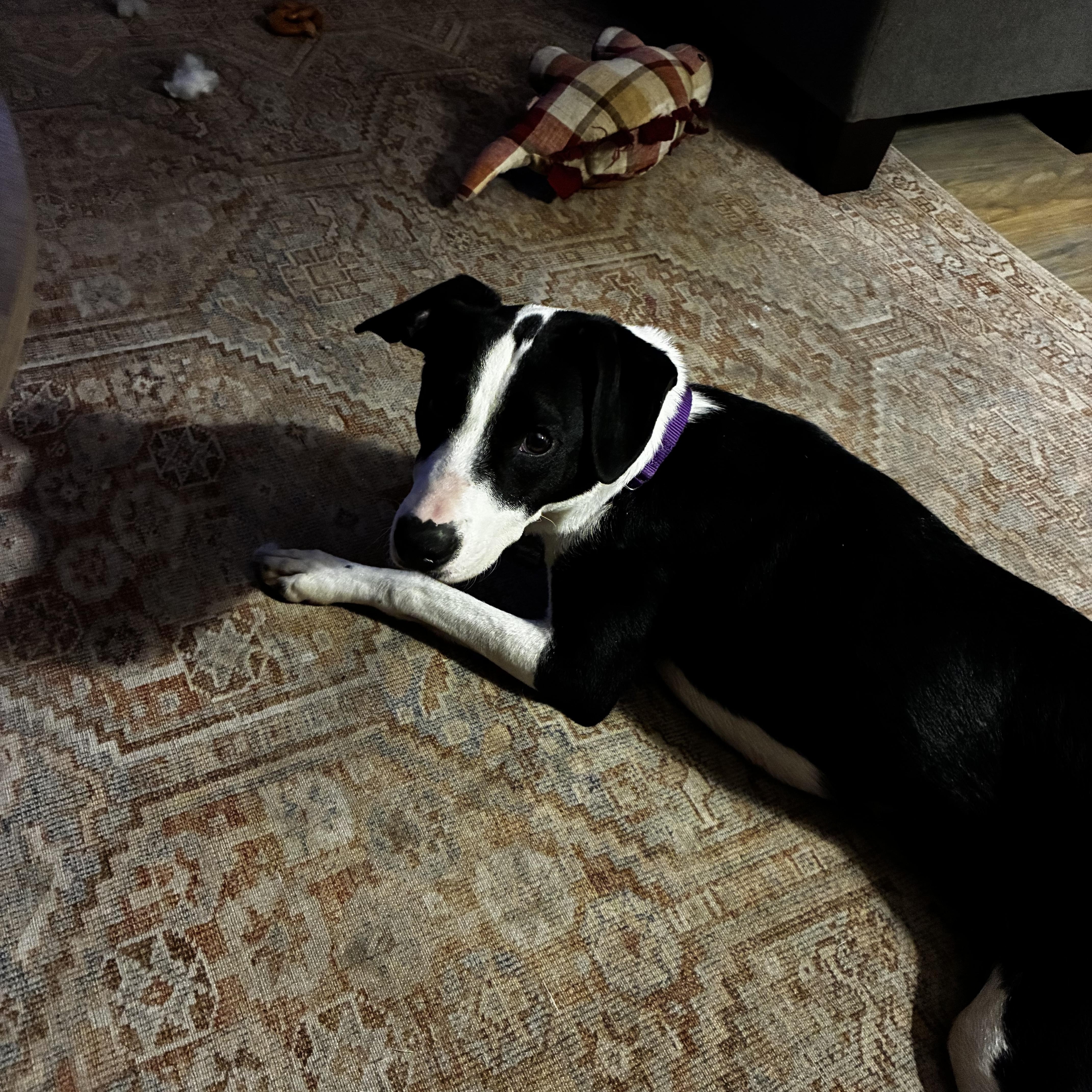 Dottie thumbnail 4