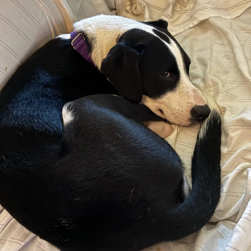 Dottie thumbnail 5