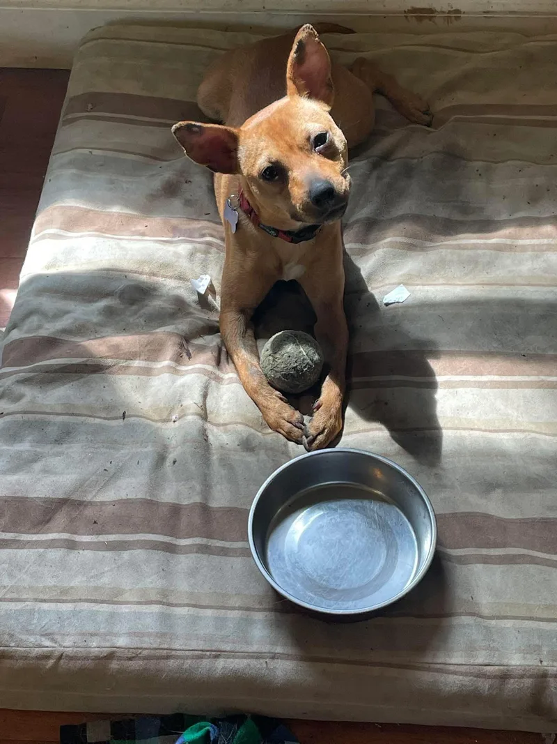 A baby small-sized male Red / Chestnut / Orange Chihuahua dog named Crimson for adoption in Randolph Center, VT