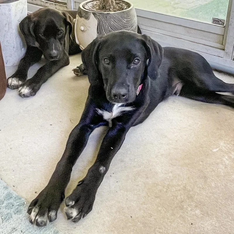 A baby medium-sized male Black Great Dane dog named Twizzler for adoption in Avon, OH