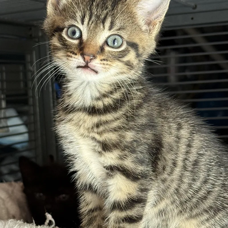 A baby small-sized male Tabby (Gray / Blue / Silver) Domestic Short Hair cat named Biscuit for adoption in Johnson City, TN