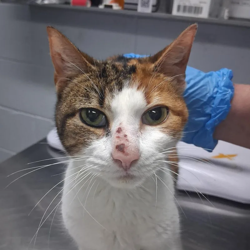 Marmalade