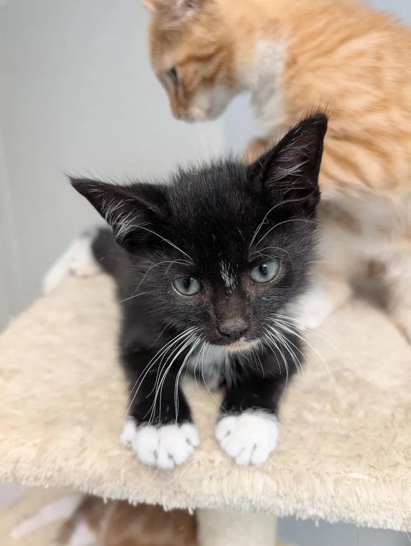 A baby small-sized male Black & White / Tuxedo Domestic Short Hair cat named Prince Eric for adoption in Reisterstown, MD