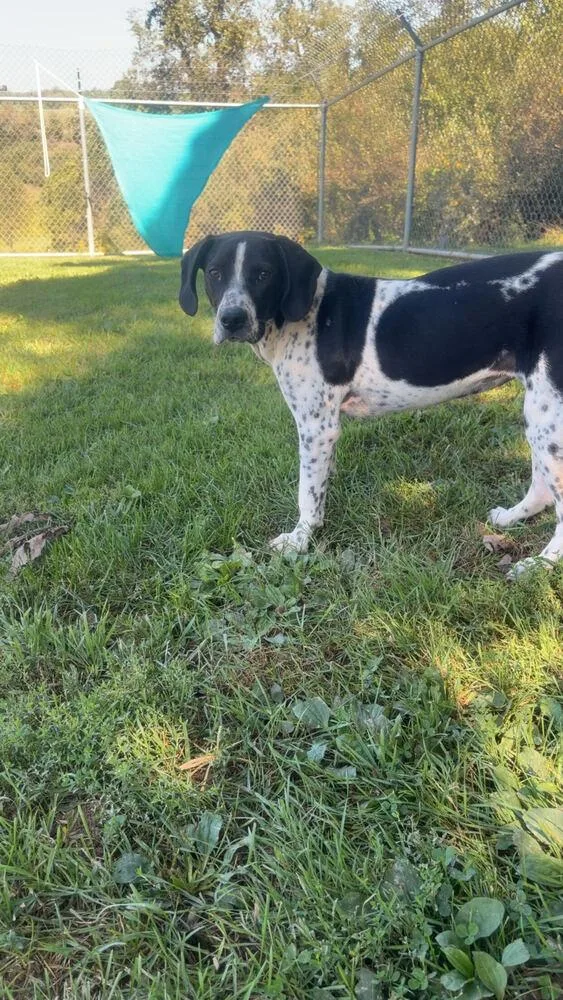 A young large-sized female Tricolor (Brown, Black, & White) Spaniel dog named Clementine for adoption in Silver Spring, MD