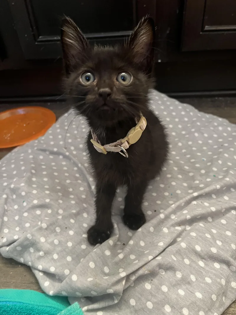 A baby medium-sized male Black Domestic Short Hair cat named Spotted Dick for adoption in Bryan, TX