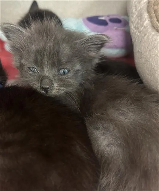 A baby medium-sized female Domestic Medium Hair cat named Juliet for adoption in Dallas, TX
