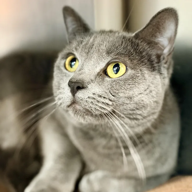 An adult medium-sized female Gray / Blue / Silver Domestic Short Hair cat named Baby Cat for adoption in Jackson, NJ