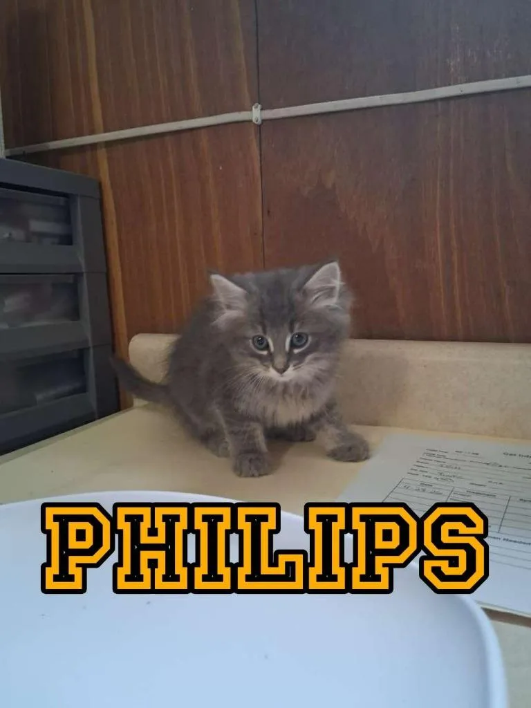 A baby small-sized male Domestic Long Hair cat named Philips for adoption in Hillsboro, OH
