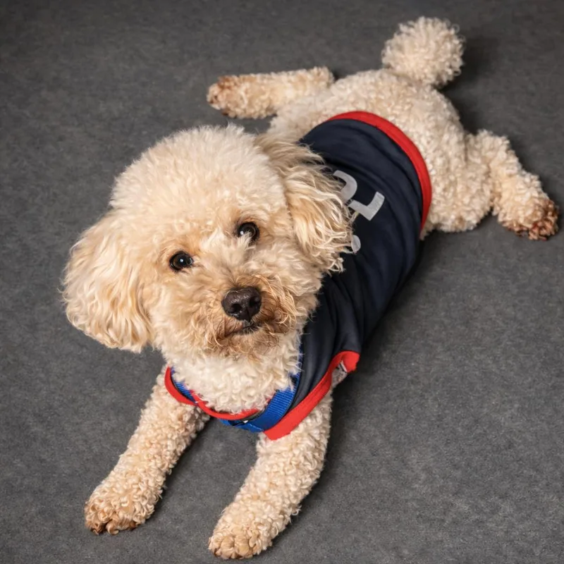 An adult medium-sized male Yellow / Tan / Blond / Fawn Mixed Breed dog named Tango for adoption in Hopkinton, MA