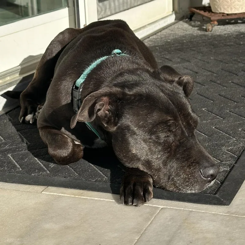 A senior medium-sized female Black Mixed Breed dog named Harriet for adoption in Naples, FL