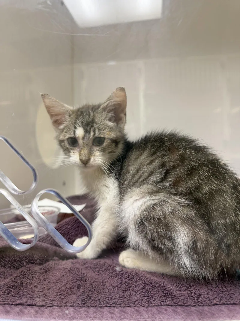A baby medium-sized male Tabby cat named Umbrella for adoption in Philadelphia, PA