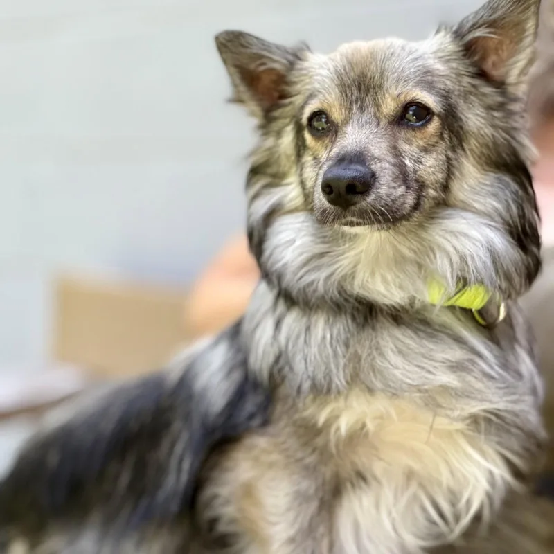 A young small-sized male Pomeranian dog named Dusty for adoption in Whitehall, PA