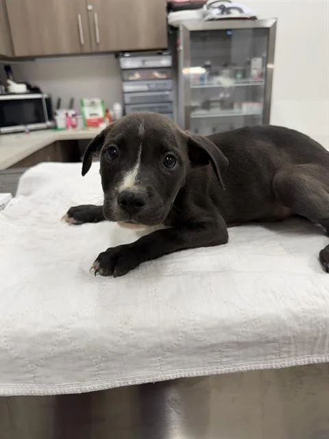 A baby small-sized male Pit Bull Terrier dog named Beetle for adoption in Baytown, TX