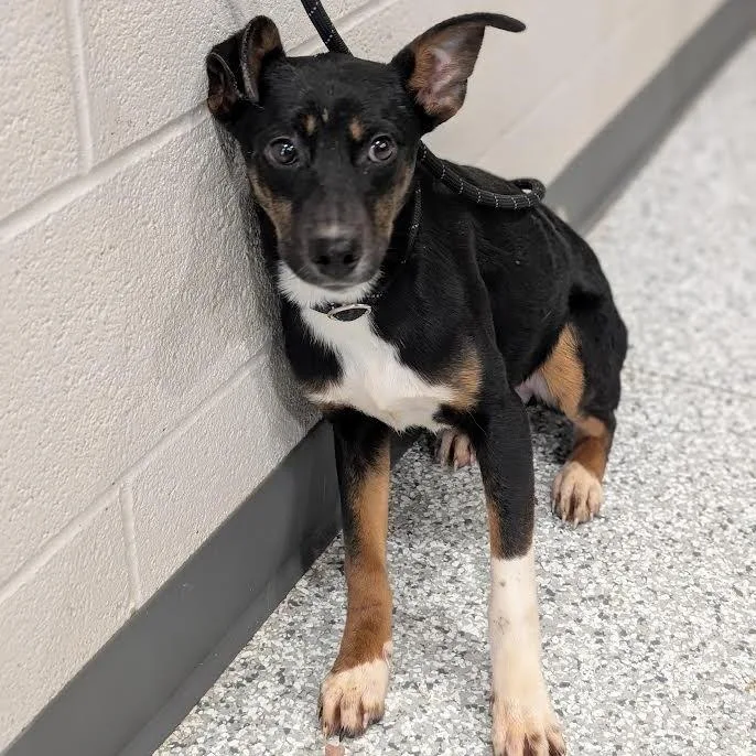 A young small-sized female Black Mixed Breed dog named Matilda for adoption in Smithville, TN