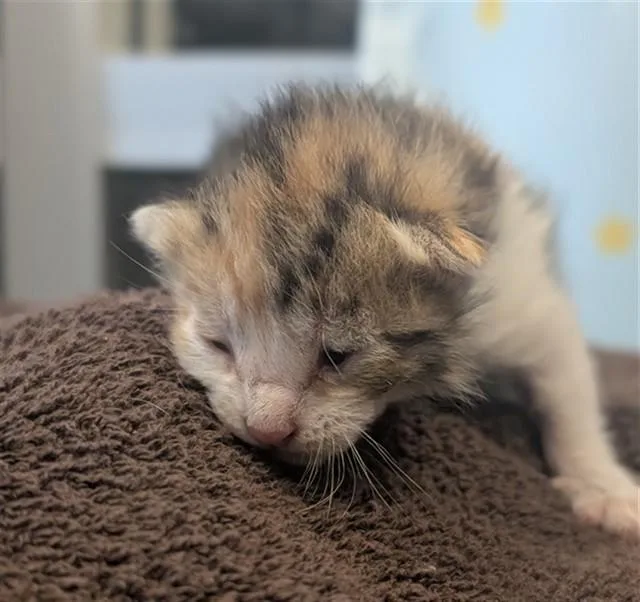 A baby small-sized female Domestic Short Hair cat named Helaena for adoption in Riverside, CA