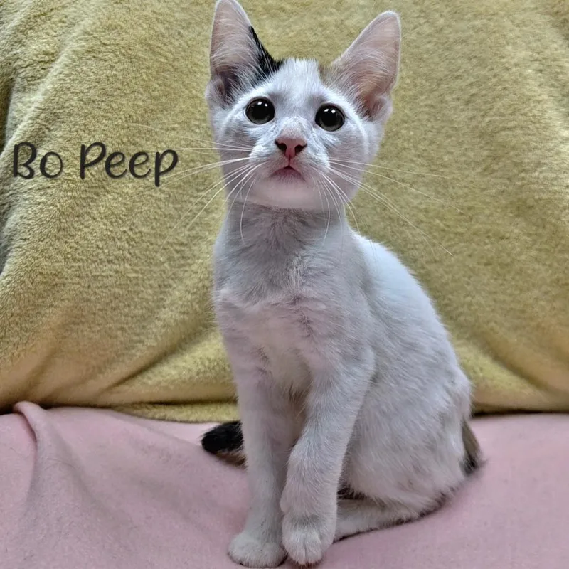 Bo Peep