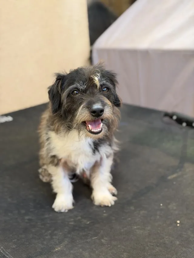An adult small-sized male Cairn Terrier dog named Rocky for adoption in Santa Maria, CA