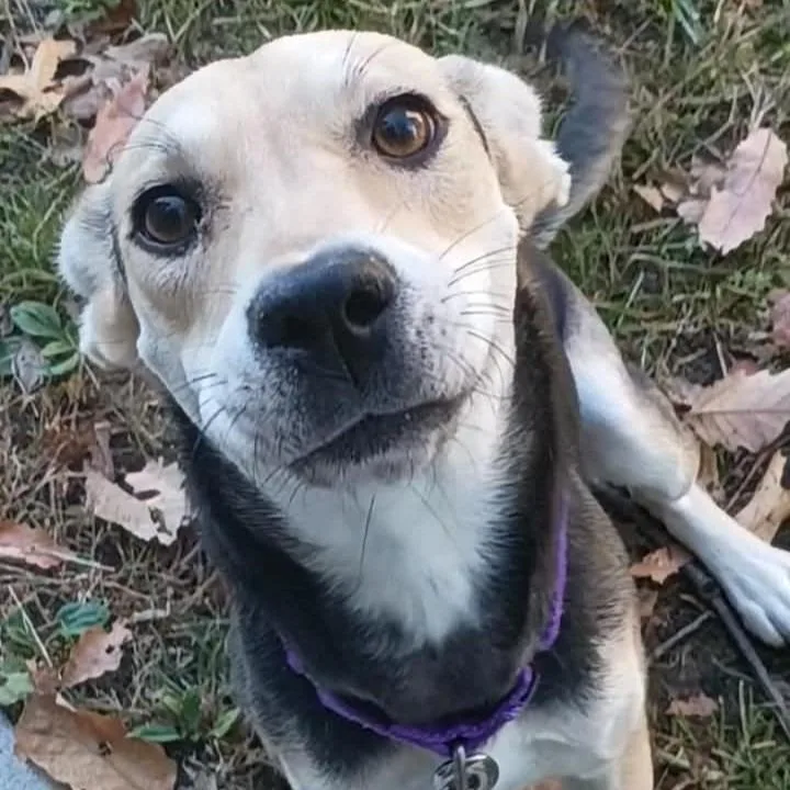 Nala thumbnail 3