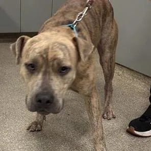 An adult large-sized female Yellow / Tan / Blond / Fawn Mixed Breed dog named Georgia Clay for adoption in Jacksonville, FL