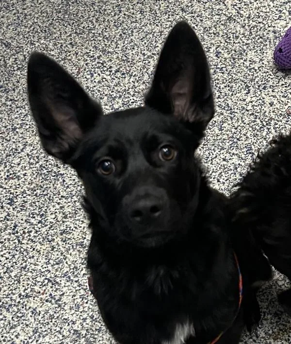 A baby small-sized male Australian Cattle Dog / Blue Heeler dog named Dale for adoption in Golden, CO