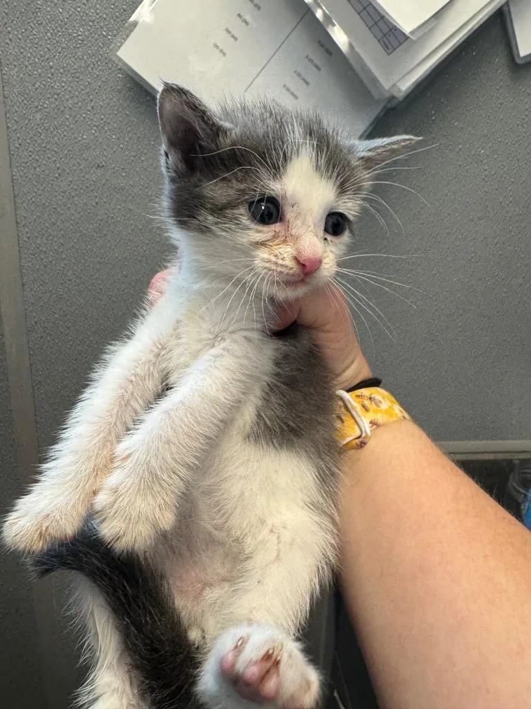 A baby medium-sized female Domestic Short Hair cat named Sassafras for adoption in Bloomington, IN