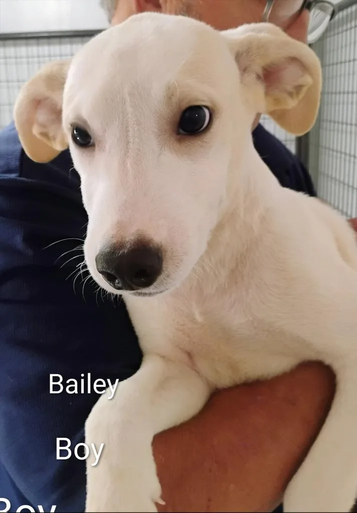 Bailey