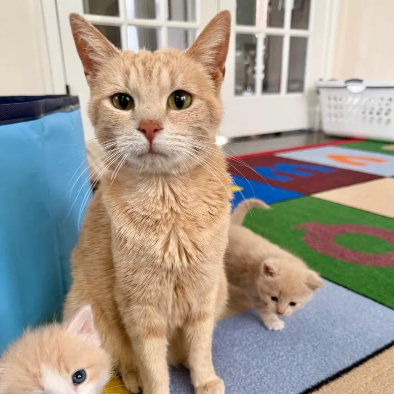 A young medium-sized female Buff / Tan / Fawn Domestic Short Hair cat named Marmalade for adoption in Aldie, VA