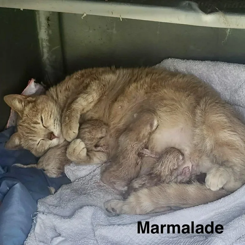 Marmalade thumbnail 2