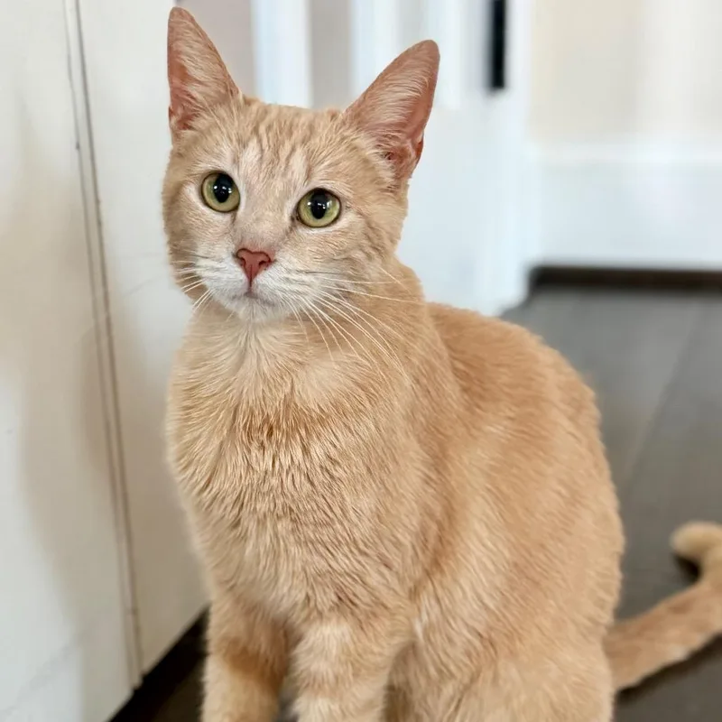 Marmalade thumbnail 3