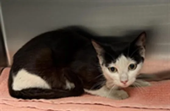 A young medium-sized female Domestic Short Hair cat named Keys for adoption in Los Angeles, CA