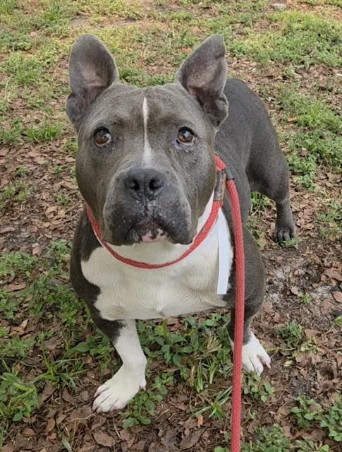 An adult medium-sized female American Staffordshire Terrier dog named Della for adoption in Fort Lauderdale, FL