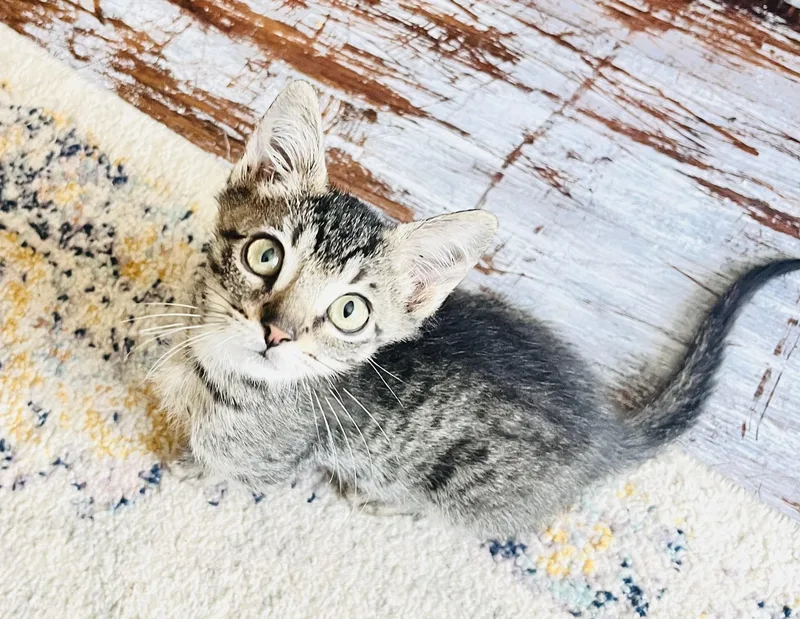 A baby medium-sized male Tabby cat named Dahli for adoption in Arlington, TX