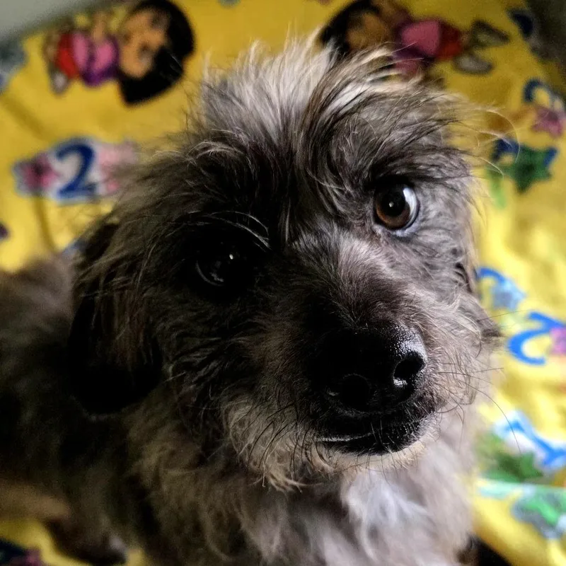A senior small-sized male Gray / Blue / Silver Scottish Terrier dog named Odo for adoption in Santa Barbara, CA