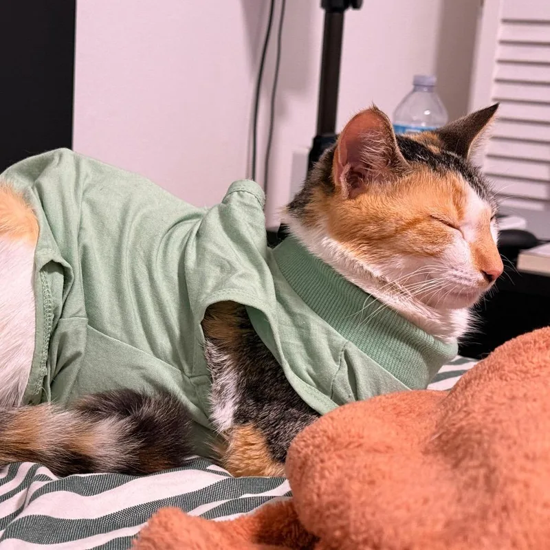 An adult large-sized female Calico Domestic Short Hair cat named Pistachia for adoption in miami, FL