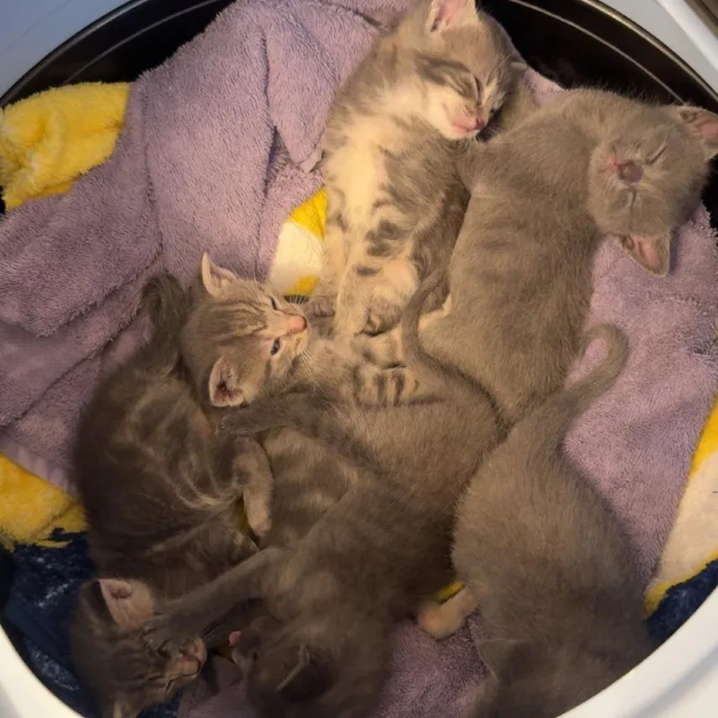 A baby small-sized male Gray / Blue / Silver Domestic Short Hair cat named Rhino for adoption in Grand Rapids, MI