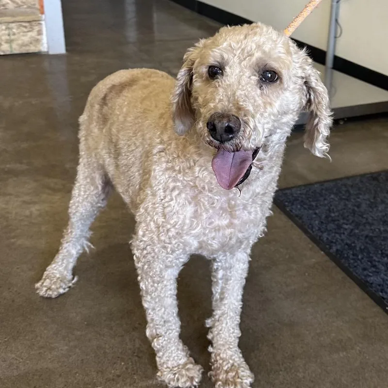 An adult medium-sized male Poodle dog named ND Stray Poodle Mix for adoption in Newberg, OR