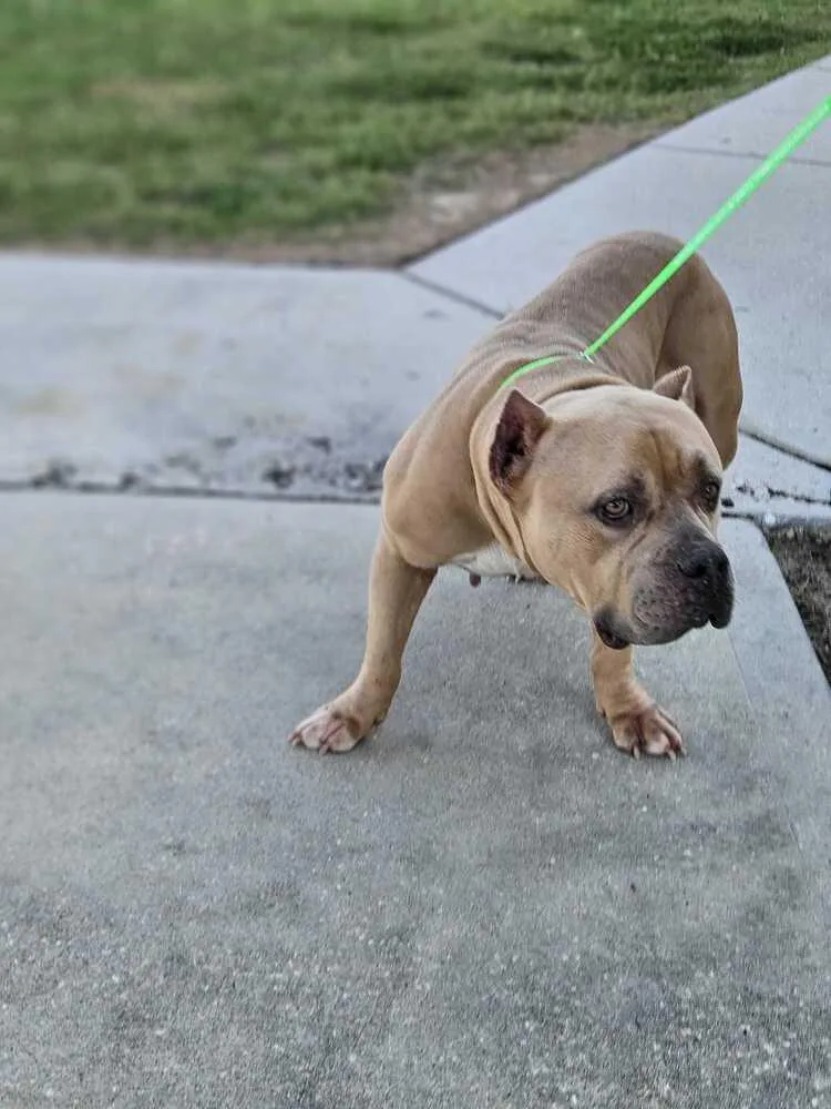An adult medium-sized female Brown / Chocolate American Bulldog dog named Bindi for adoption in Lakeland, FL