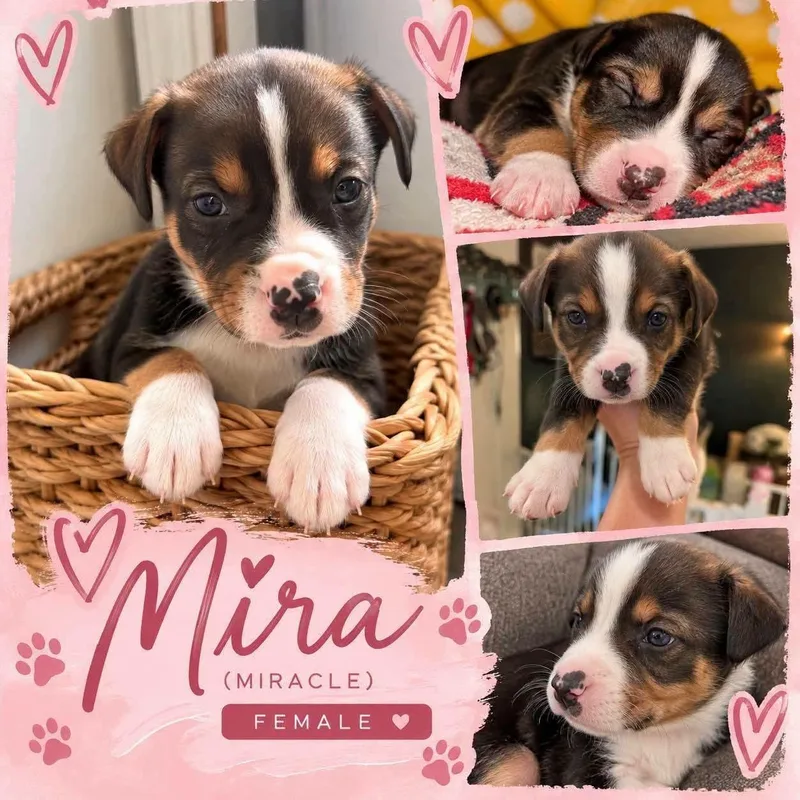 A baby medium-sized female Tricolor (Brown, Black, & White) Pit Bull Terrier dog named Mira for adoption in Lexington, MO