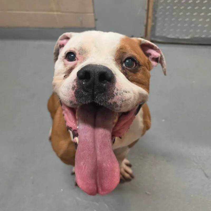 An adult medium-sized male Yellow / Tan / Blond / Fawn English Bulldog dog named Terrance for adoption in Tacoma, WA