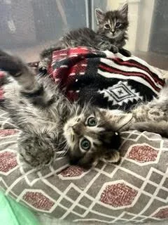 A young medium-sized male Domestic Long Hair cat named Edwin for adoption in Suffolk, VA