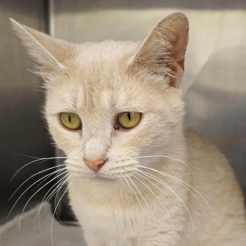A senior medium-sized female Domestic Short Hair cat named Sadie for adoption in Cumming, GA
