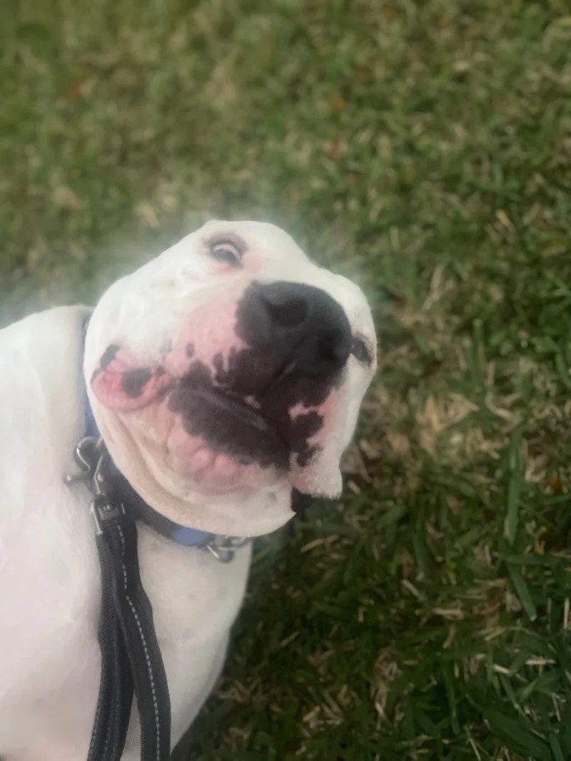 An adult large-sized male White / Cream American Bulldog dog named Pluto for adoption in Homestead, FL