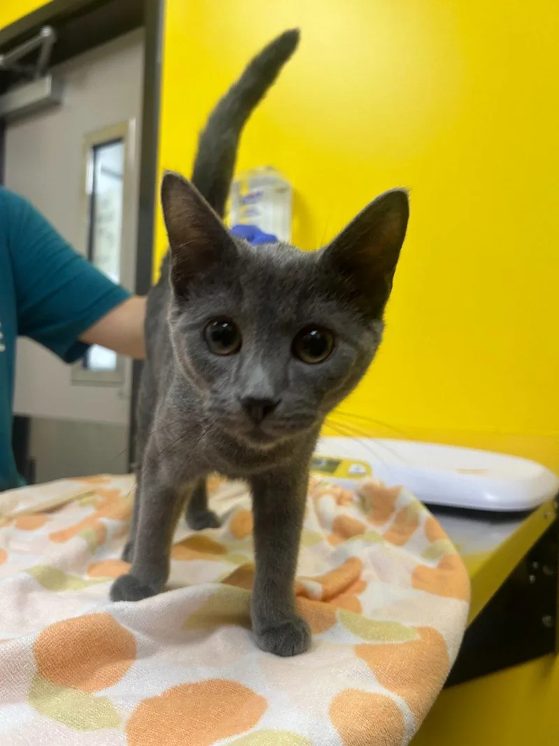 A baby small-sized female Blue Cream Domestic Short Hair cat named Triscuit for adoption in Raleigh, NC