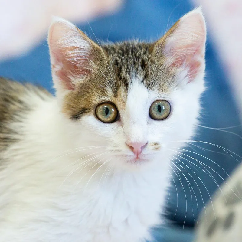 A baby small-sized female Domestic Short Hair cat named Pork for adoption in Cartersville, GA