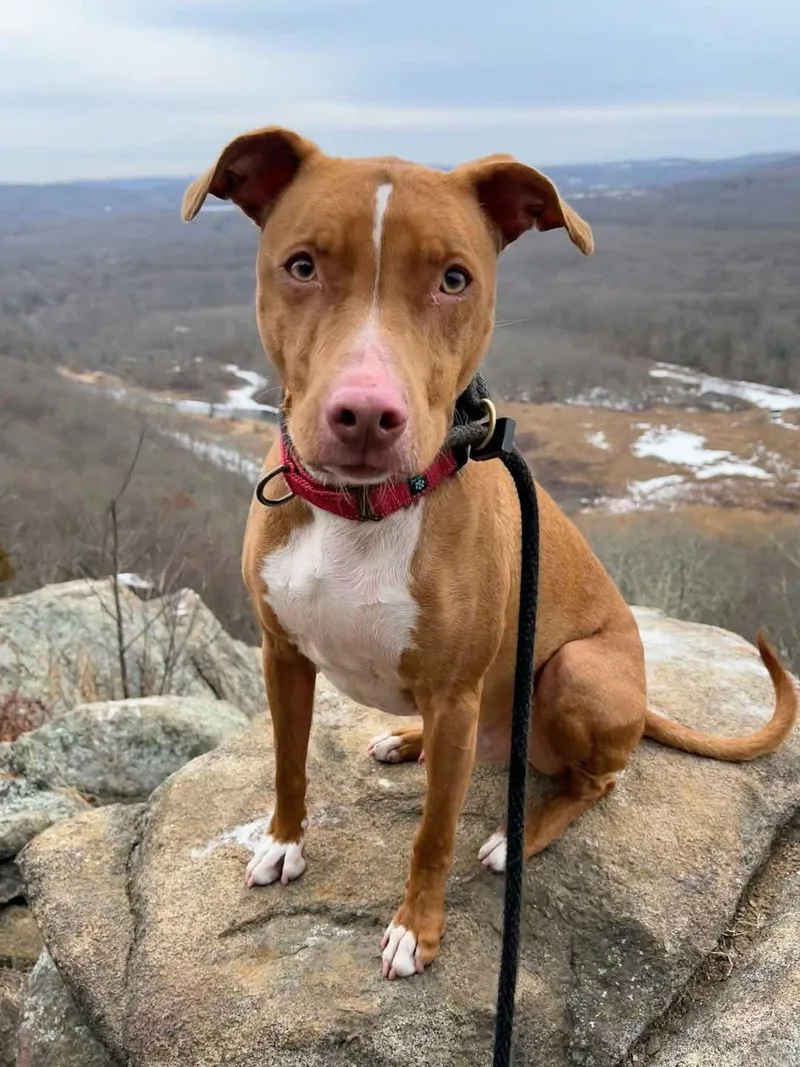 Kylo Lonestar thumbnail 2