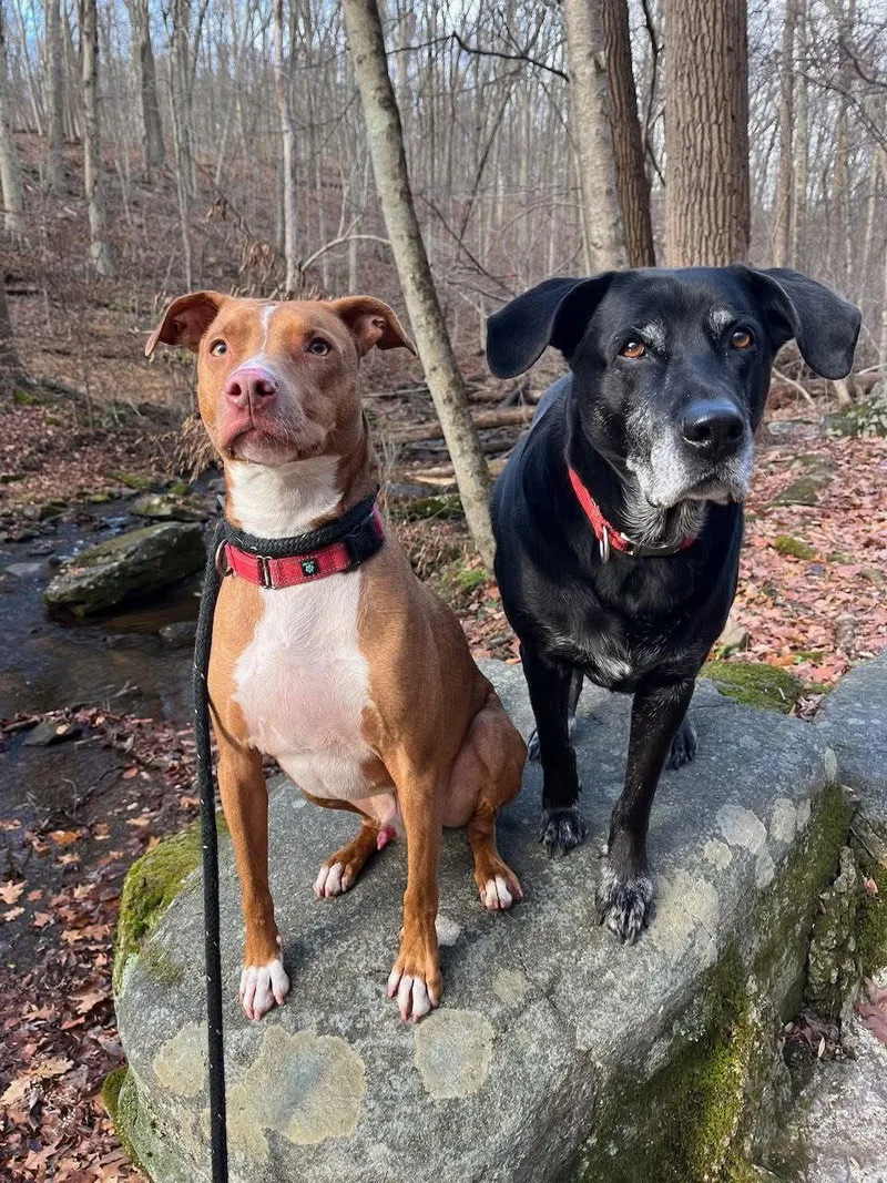 Kylo Lonestar thumbnail 3