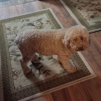 An adult small-sized female Cockapoo dog named Mini for adoption in Richboro, PA
