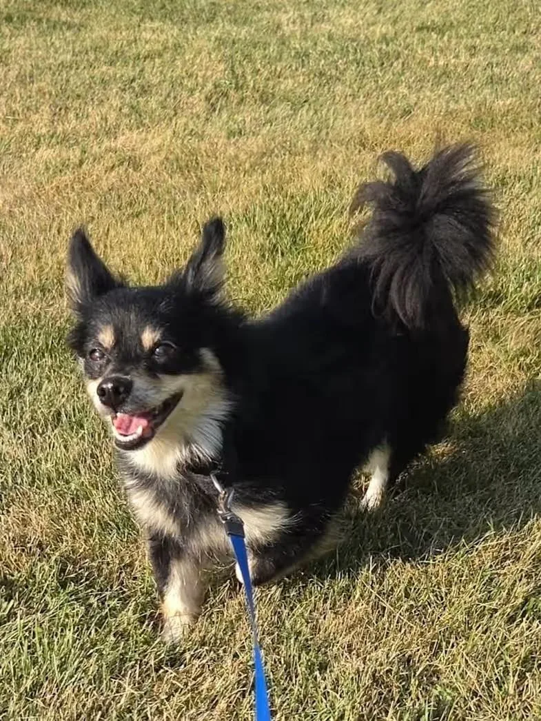 An adult small-sized female Jack Russell Terrier dog named Raven for adoption in Sterling Heights, MI